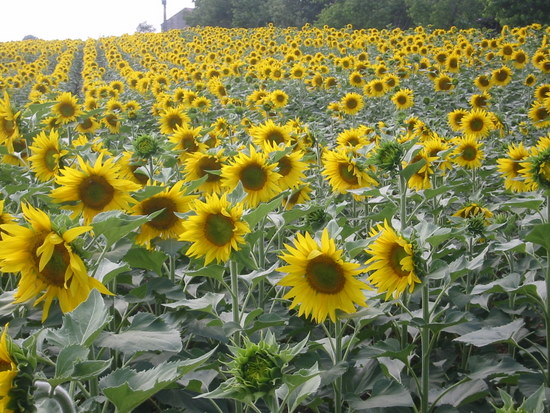 Sunflowers