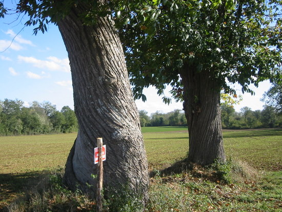 Chestnut trunks