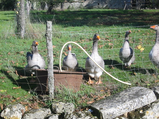 Curious geese!
