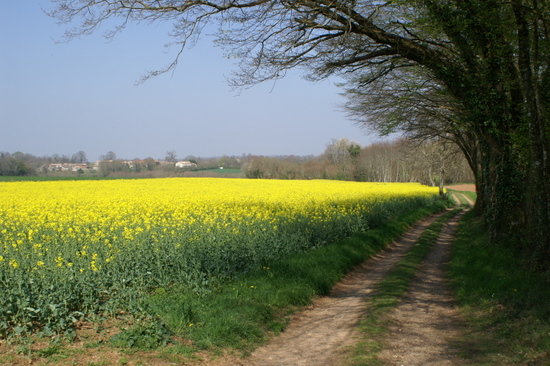 Track leading to some woods